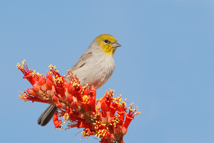 Verdin