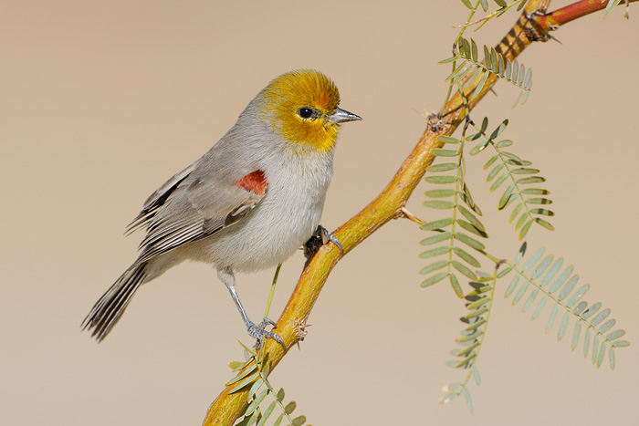 Verdin