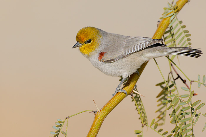 Verdin