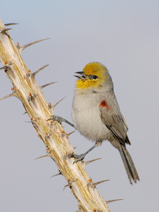 Verdin