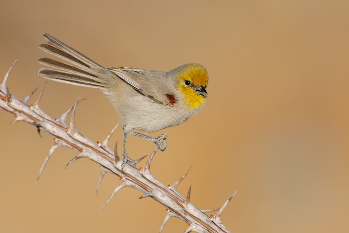 Verdin