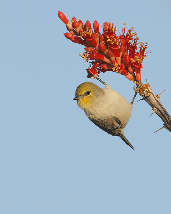 Verdin