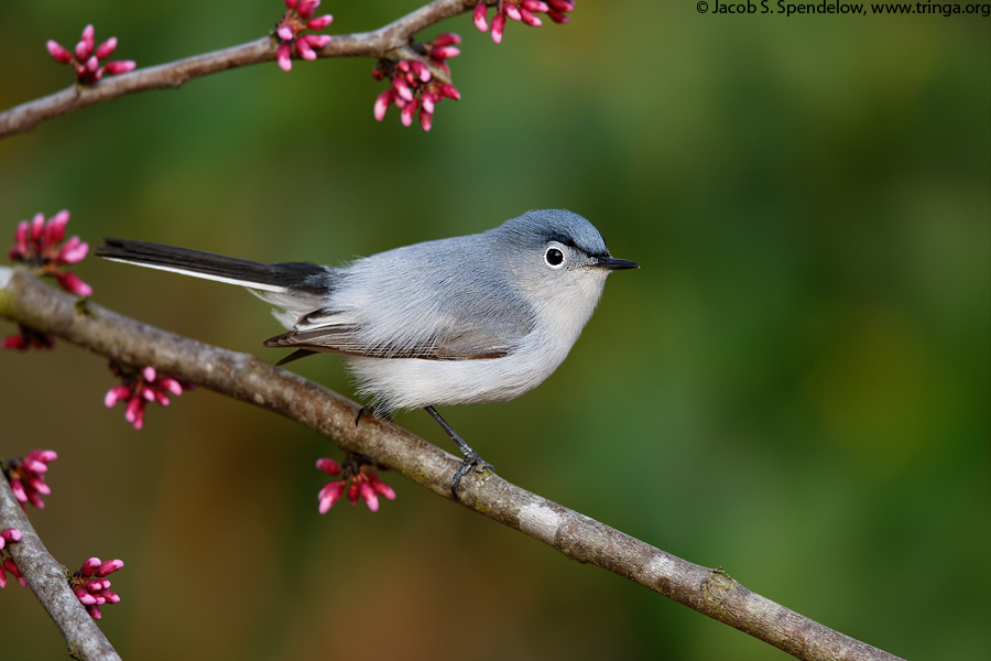 Blue-gray Gnatcatcher