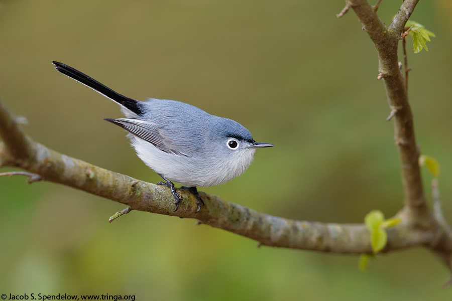 Blue-gray Gnatcatcher