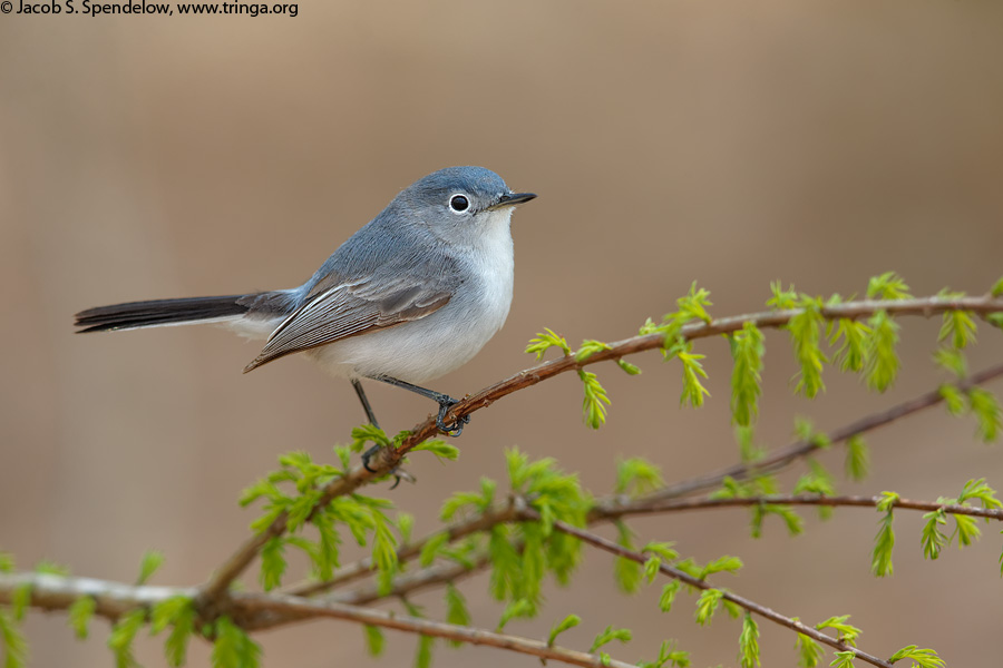 Blue-gray Gnatcatcher