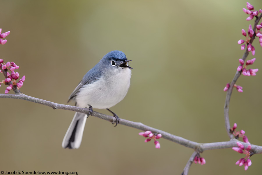 Blue-gray Gnatcatcher