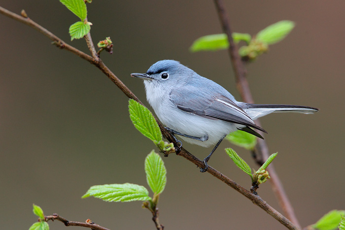 Blue-gray Gnatcatcher