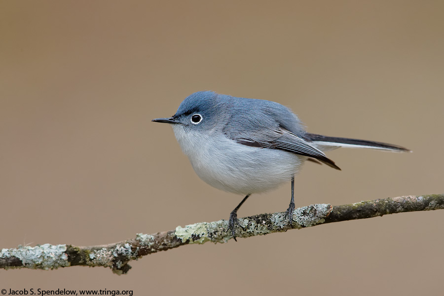 Blue-gray Gnatcatcher