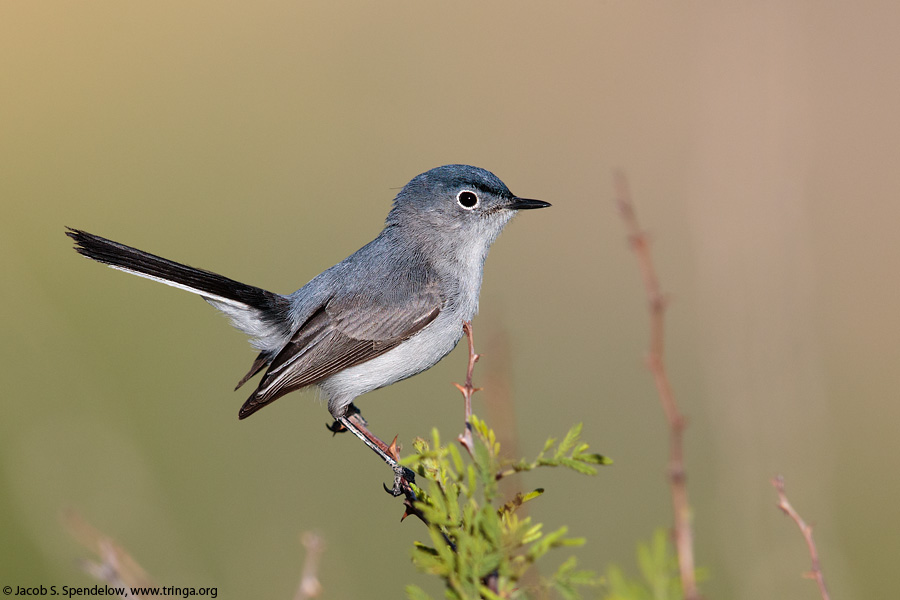 Blue-gray Gnatcatcher