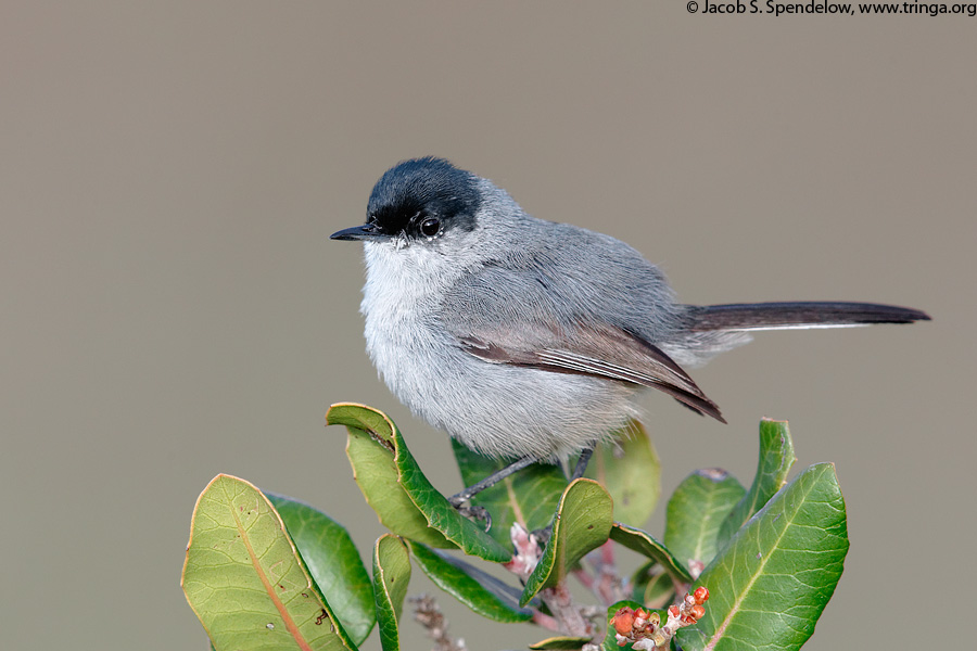 California Gnatcatcher