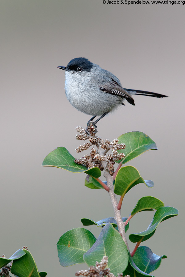 California Gnatcatcher