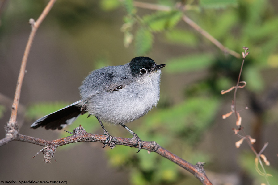 Black-tailed Gnatcatcher