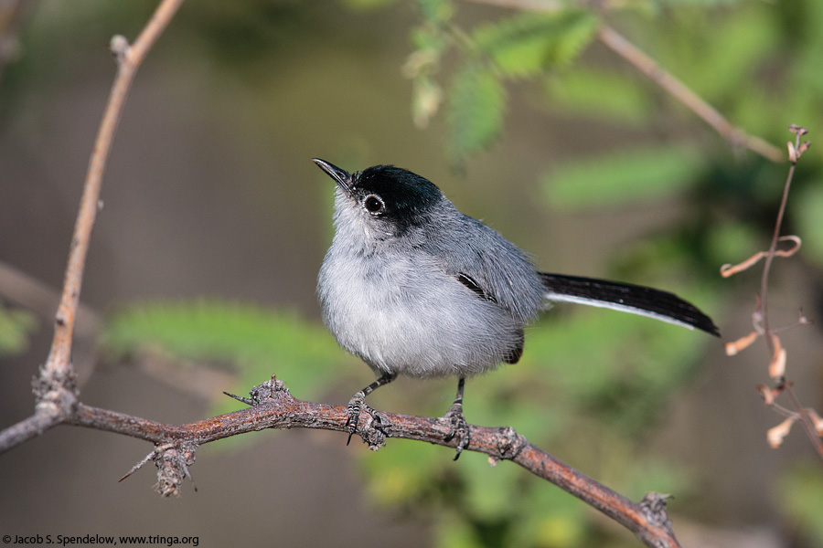 Black-tailed Gnatcatcher