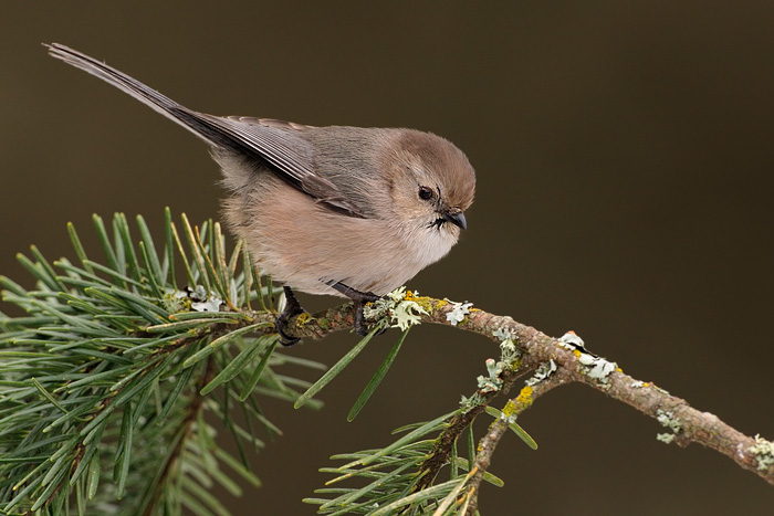 Bushtit