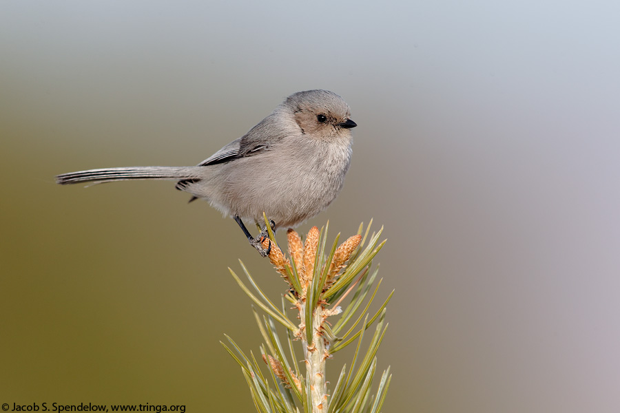 Bushtit