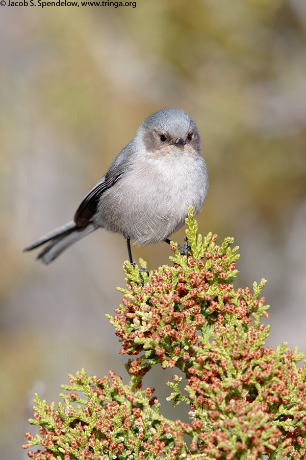 Bushtit