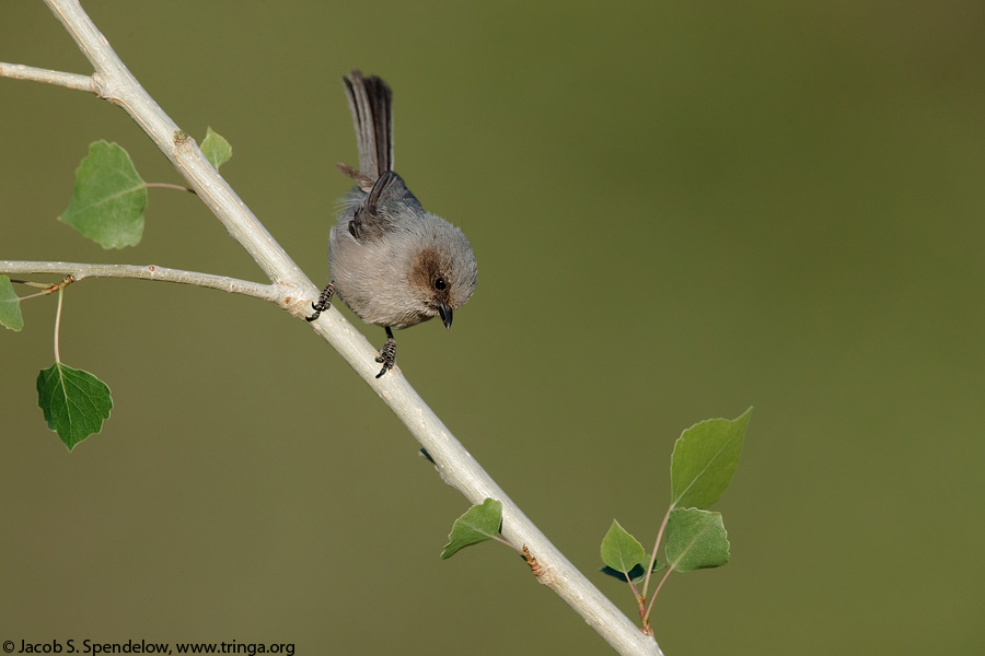 Bushtit