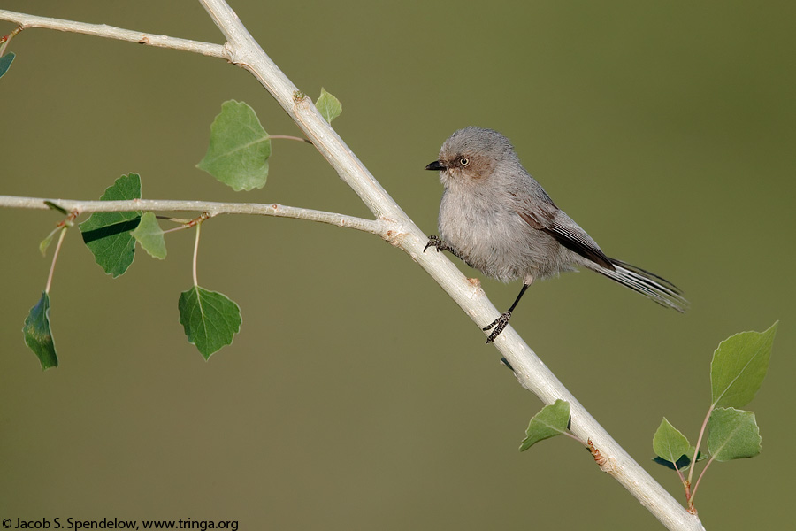 Bushtit