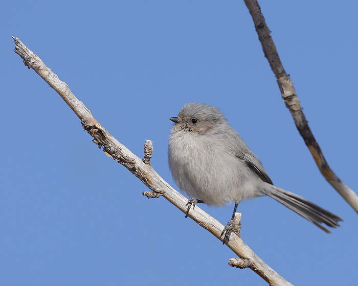 Bushtit