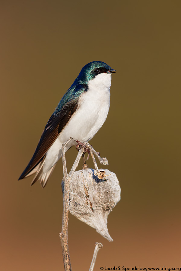 Tree Swallow