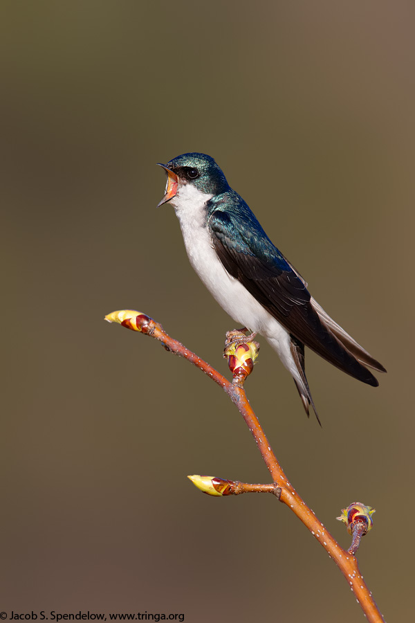 Tree Swallow