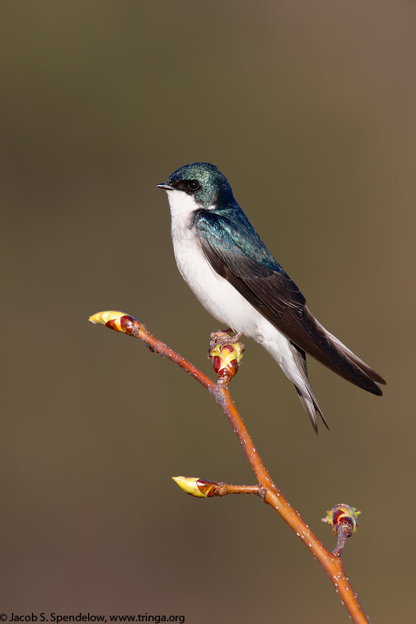 Tree Swallow