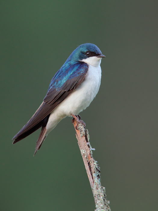 Tree Swallow