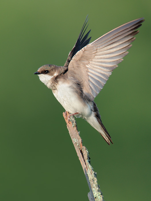 Tree Swallow