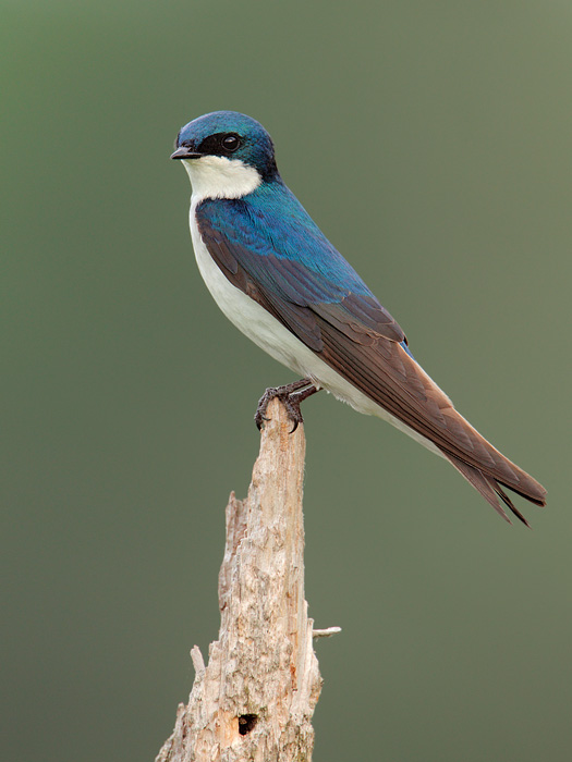 Tree Swallow