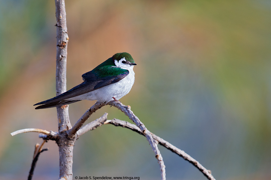 Violet-green Swallow