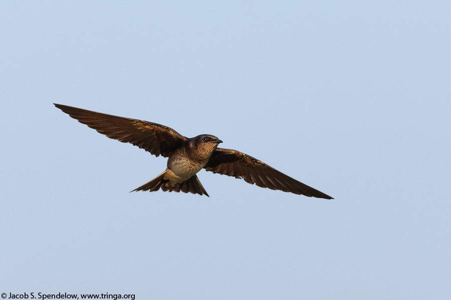 Purple Martin