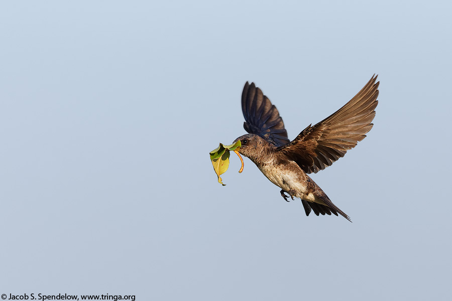 Purple Martin