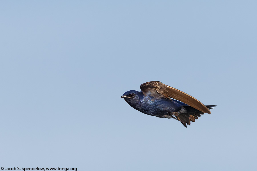 Purple Martin