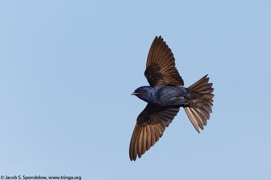 Purple Martin