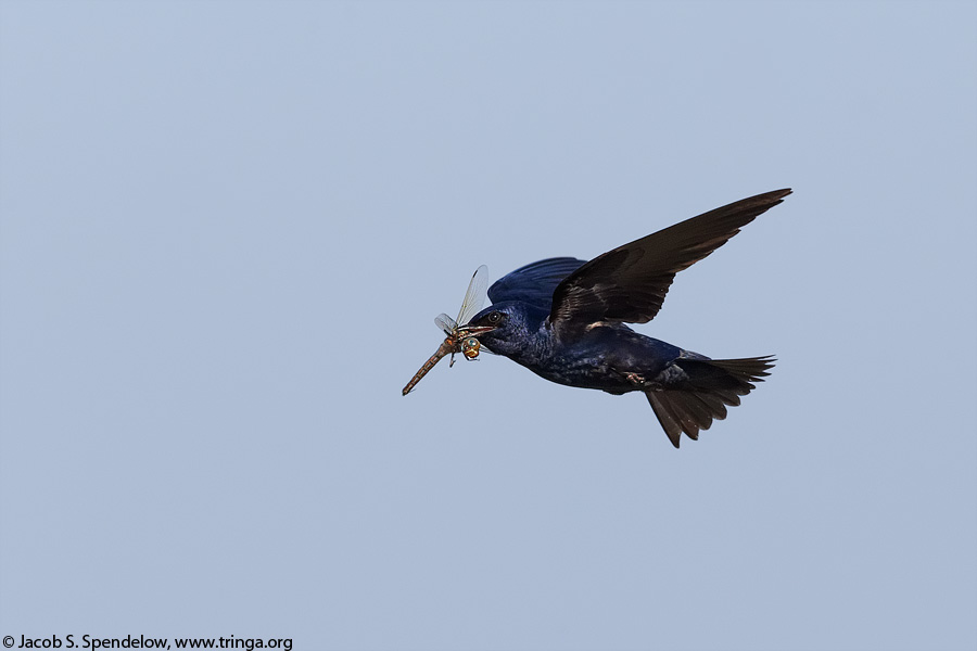 Purple Martin