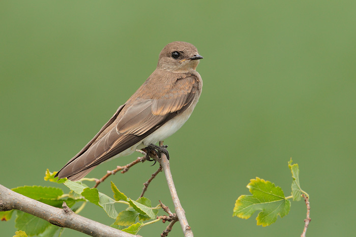 Northern Rough-winged Swallow