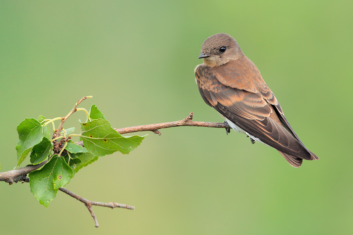 Northern Rough-winged Swallow