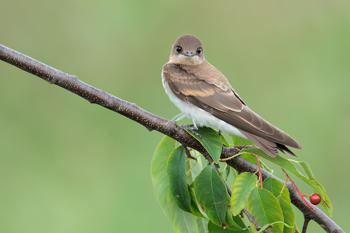 Northern Rough-winged Swallow