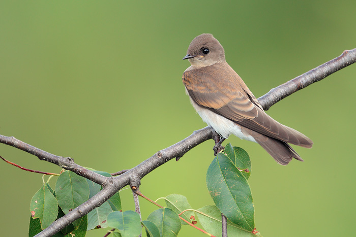 Northern Rough-winged Swallow