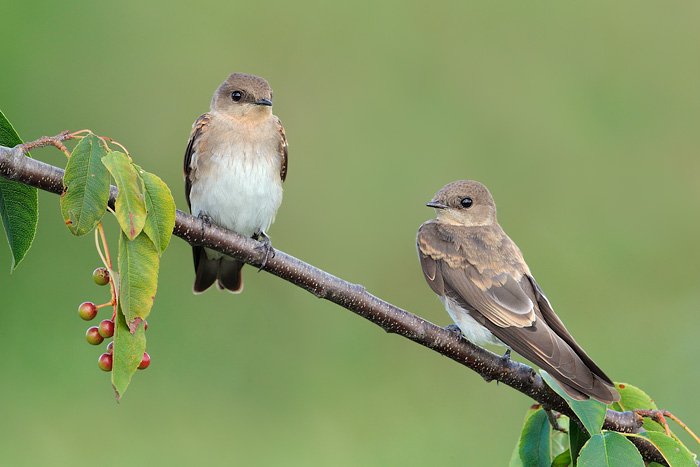 Northern Rough-winged Swallow