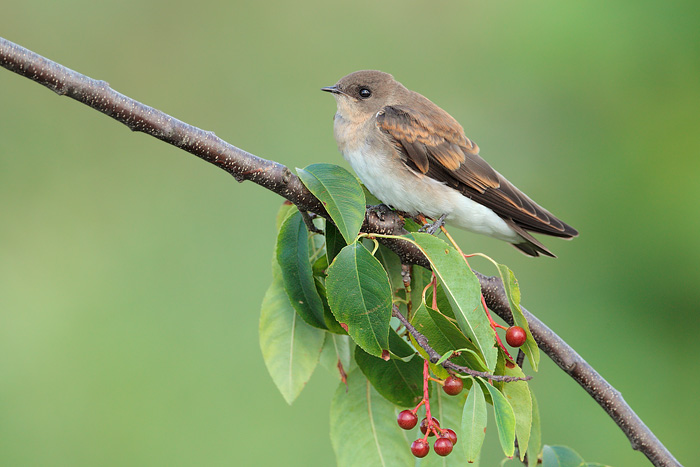 Northern Rough-winged Swallow
