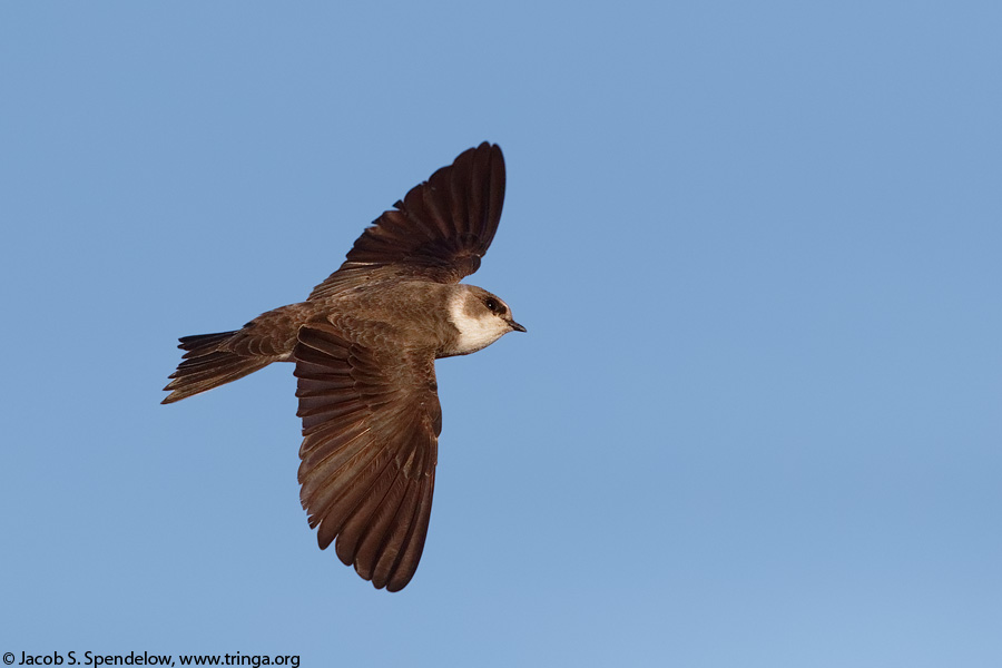 Bank Swallow