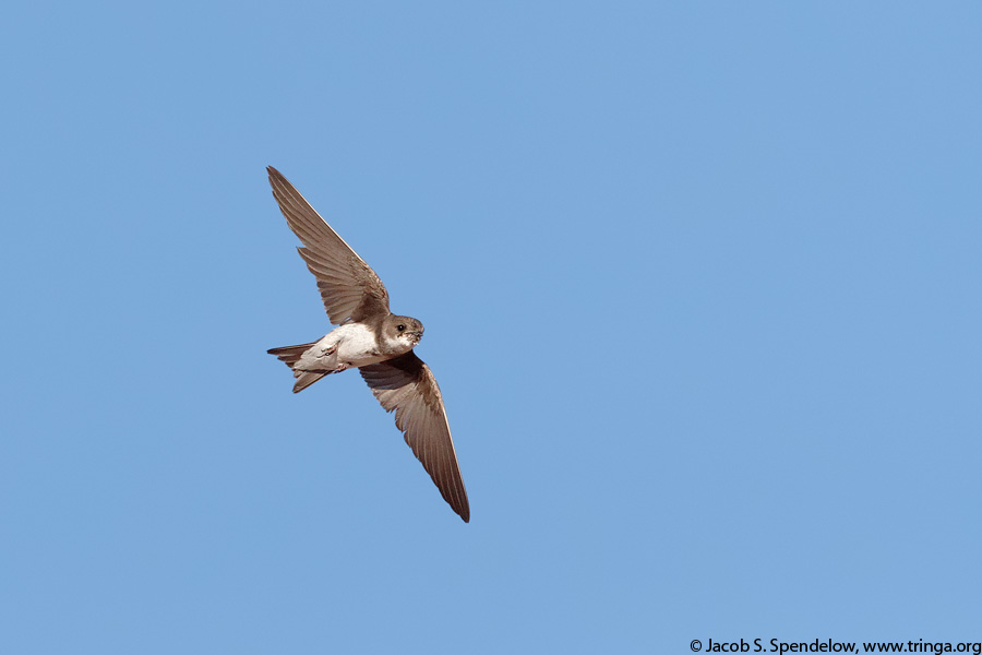 Bank Swallow