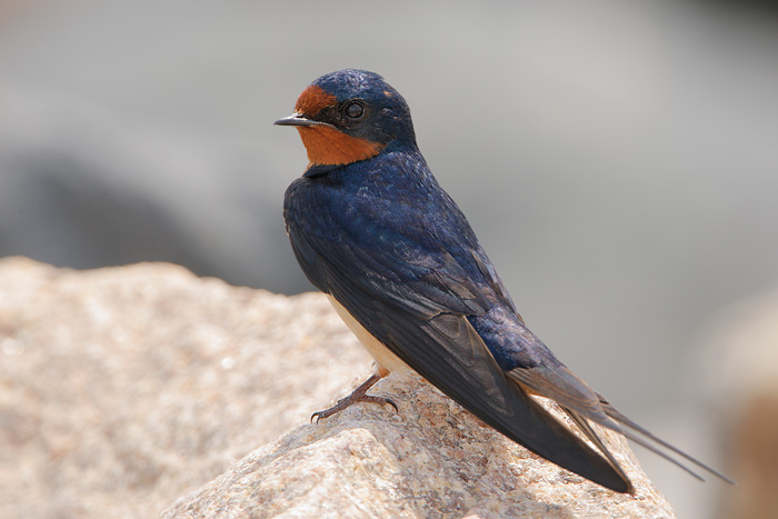 Barn Swallow