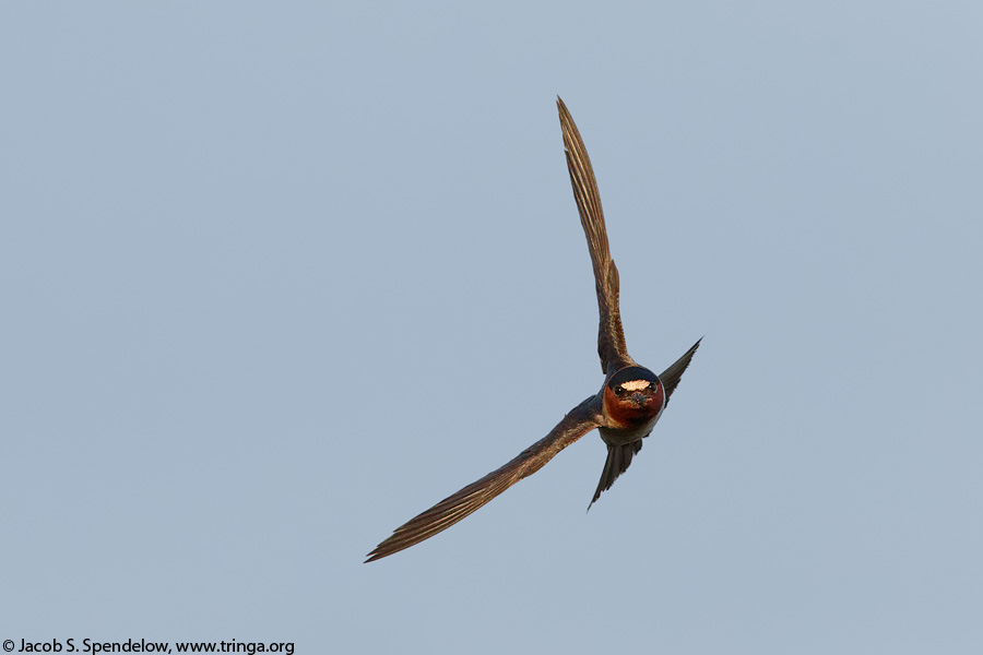 Cliff Swallow