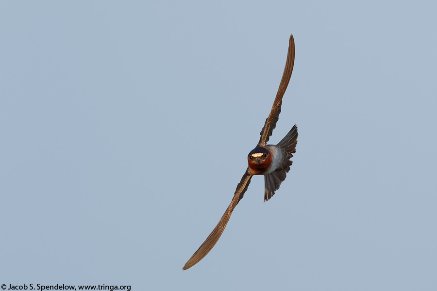 Cliff Swallow