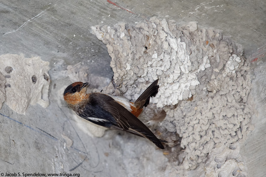 Cave Swallow