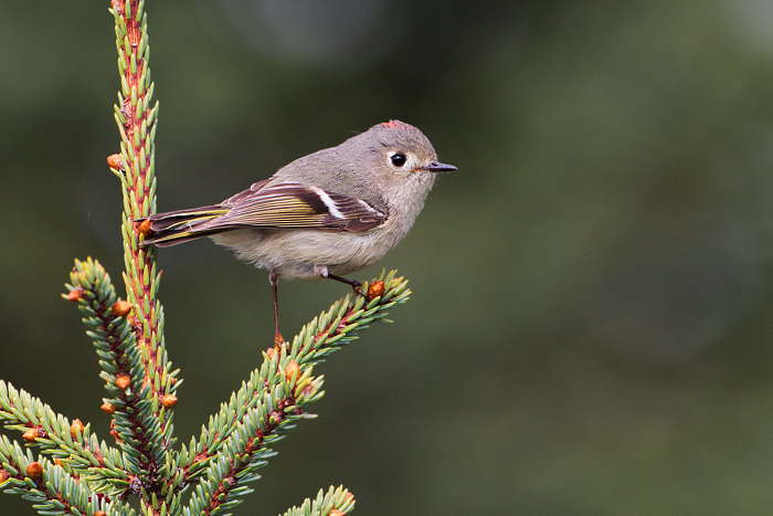 Ruby-crowned Kinglet