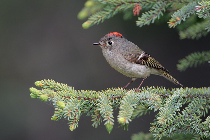 Ruby-crowned Kinglet