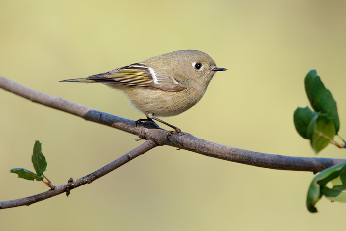 Ruby-crowned Kinglet